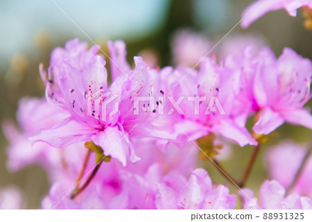 Rock azalea in full bloom Rock azalea in full bloom 88931325