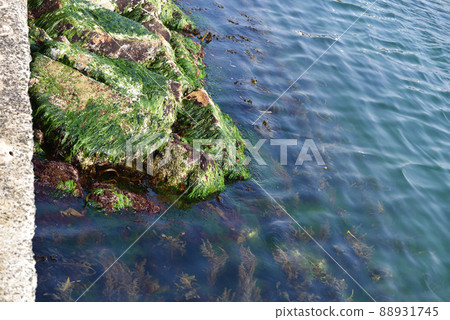落潮時漂流到大阪府貝塚市西木濱的海藻 88931745