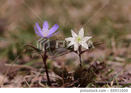 海葵pseudoaltaica（青森縣） 88931808