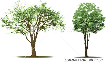 Tree tree Tree tree 88932174