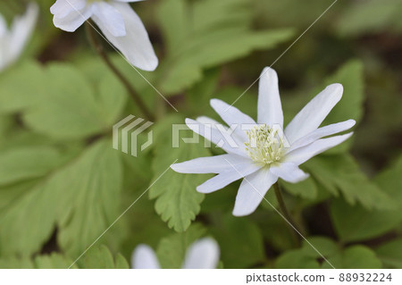 海葵pseudoaltaica 88932224