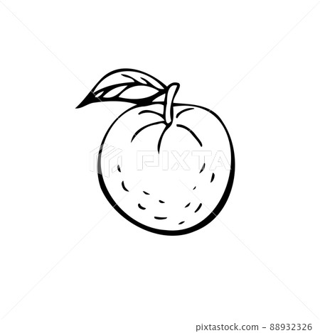 Tangerines thin black lines on a white background - Vector 88932326