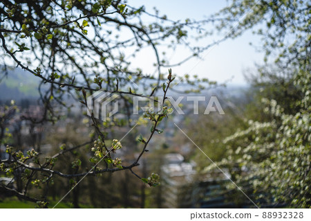 Sprouting buds on old trees in spring - everything begins to bloom Sprouting buds on old trees in spring - everything begins to bloom 88932328