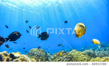 沖繩赤島的西濱海灘水下照片 88932380