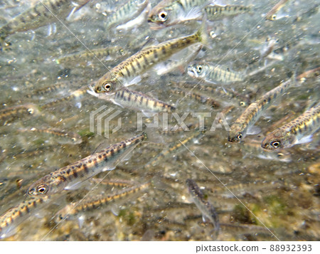 一群炸鮭魚 88932393