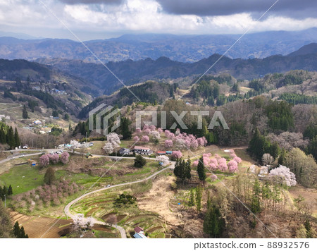 長野縣小川村立屋櫻花、番所櫻花（無人機鳥瞰圖） 88932576