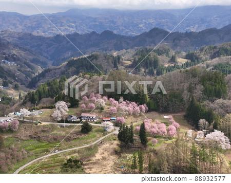長野縣小川村立屋櫻花、番所櫻花(無人機鳥瞰圖) 長野縣小川村立屋櫻花、番所櫻花(無人機鳥瞰圖) 88932577