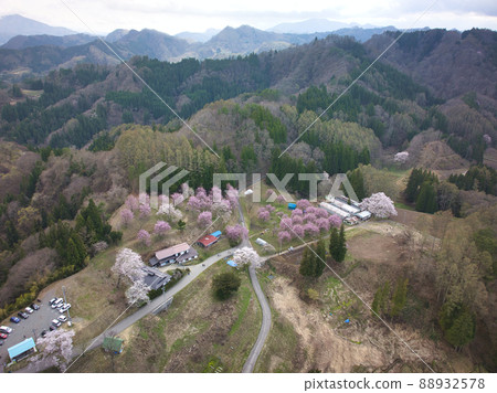 長野縣小川村立屋櫻花、番所櫻花（無人機鳥瞰圖） 88932578