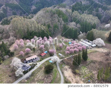 長野縣小川村立屋櫻花、番所櫻花(無人機鳥瞰圖) 長野縣小川村立屋櫻花、番所櫻花(無人機鳥瞰圖) 88932579