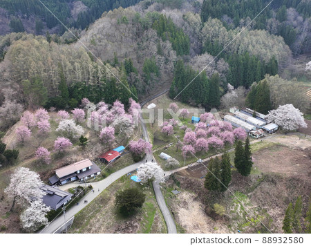 長野縣小川村立屋櫻花、番所櫻花(無人機鳥瞰圖) 長野縣小川村立屋櫻花、番所櫻花(無人機鳥瞰圖) 88932580