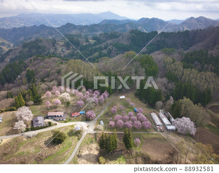長野縣小川村立屋櫻花、番所櫻花(無人機鳥瞰圖) 長野縣小川村立屋櫻花、番所櫻花(無人機鳥瞰圖) 88932581