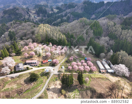 長野縣小川村立屋櫻花、番所櫻花(無人機鳥瞰圖) 長野縣小川村立屋櫻花、番所櫻花(無人機鳥瞰圖) 88932582