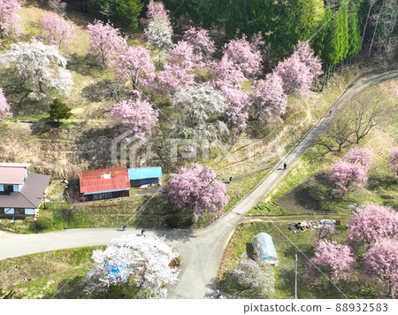 長野縣小川村坂所櫻花（無人機鳥瞰圖） 88932583