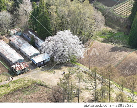 長野縣小川村立屋的櫻花(無人機鳥瞰圖) 長野縣小川村立屋的櫻花(無人機鳥瞰圖) 88932585