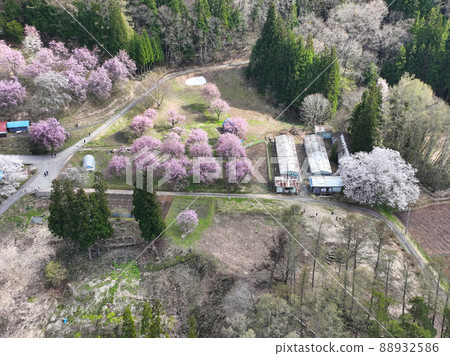 長野縣小川村立屋櫻花、番所櫻花(無人機鳥瞰圖) 長野縣小川村立屋櫻花、番所櫻花(無人機鳥瞰圖) 88932586