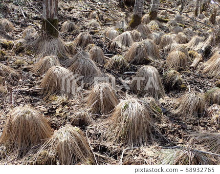 Yachibozu of Eastern Hokkaido Marsh Yachibozu of Eastern Hokkaido Marsh 88932765