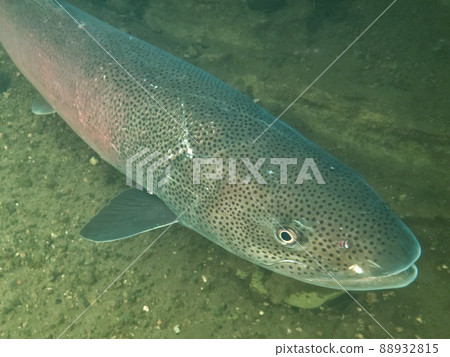 Phantom fish Ito 88932815