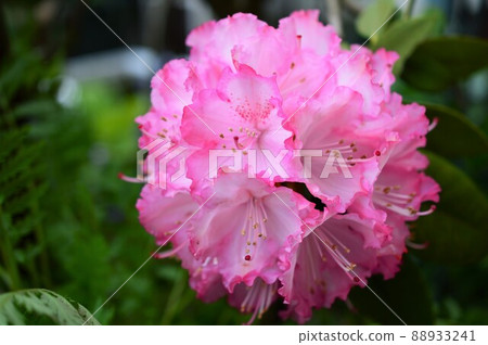 “花木之王”石楠花(Shakunage) “花木之王”石楠花(Shakunage) 88933241