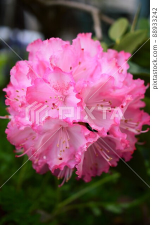 杜鵑花 88933242