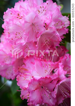 Ishikusuhana (Shakunage) 粉紅色 Ishikusuhana (Shakunage) 粉紅色 88933243