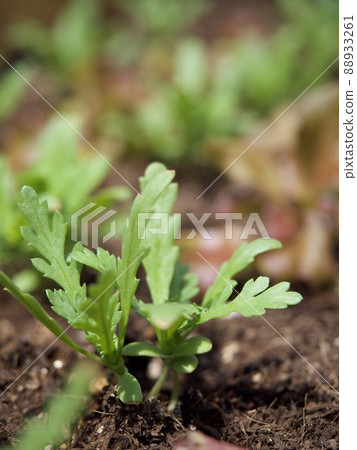 Kitchen garden, garland chrysanthemum, growth, germination, bud 88933261