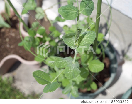 家庭花園豌豆豌豆生長播種機 家庭花園豌豆豌豆生長播種機 88933262