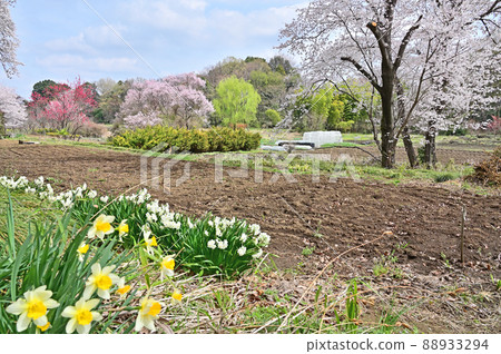 Minuma稻田：春天的顏色 88933294