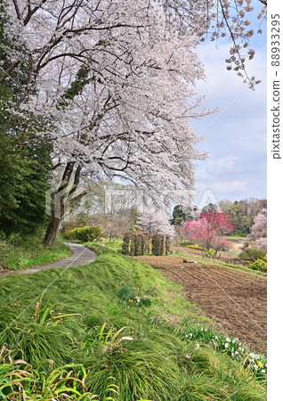 Minuma rice field: Spring colors 88933295