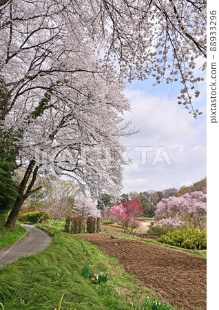 Minuma rice field: Spring colors 88933296