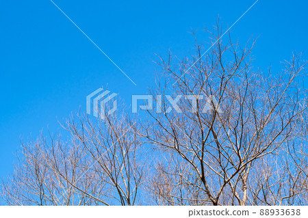 Branches of trees waiting for buds under the blue sky and sunlight in spring Branches of trees waiting for buds under the blue sky and sunlight in spring 88933638