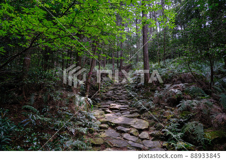 Kumano Kodo Magoshige Pass 88933845