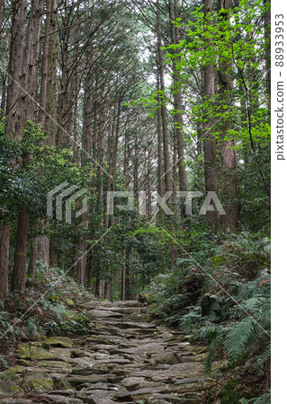 Kumano Kodo Magoshige Pass 88933953