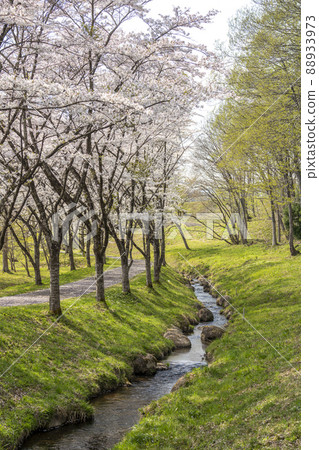 宮城縣七宿町春天七宿公園，一排盛開的櫻花樹 88933973