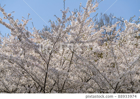 宮城縣七宿町春天七宿公園，一排盛開的櫻花樹 88933974