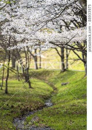 宮城縣七宿町春天七宿公園,一排盛開的櫻花樹 宮城縣七宿町春天七宿公園,一排盛開的櫻花樹 88933975