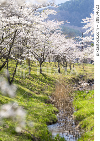 宮城縣七宿町春天七宿公園,一排盛開的櫻花樹 宮城縣七宿町春天七宿公園,一排盛開的櫻花樹 88934023