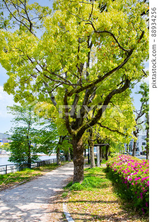 It is a riverside park that continues along the river. Please in a bright atmosphere. Hiroshima city It is a riverside park that continues along the river. Please in a bright atmosphere. Hiroshima city 88934256