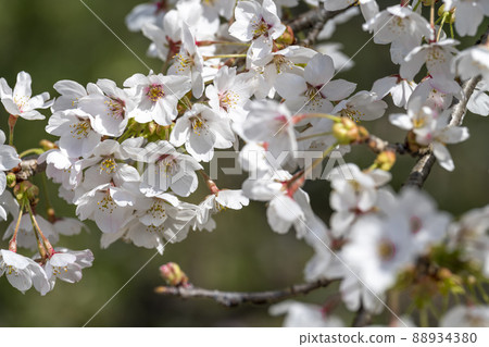Spring Shichigashuku Park, a row of cherry blossom trees in full bloom, Shichikashuku Town, Miyagi Prefecture Spring Shichigashuku Park, a row of cherry blossom trees in full bloom, Shichikashuku Town, Miyagi Prefecture 88934380