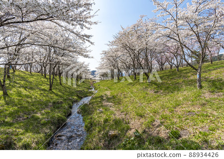 Spring Shichigashuku Park, a row of cherry blossom trees in full bloom, Shichikashuku Town, Miyagi Prefecture Spring Shichigashuku Park, a row of cherry blossom trees in full bloom, Shichikashuku Town, Miyagi Prefecture 88934426