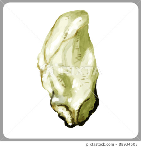 Hand drawn watercolor raw oyster illustration Hand drawn watercolor raw oyster illustration 88934505