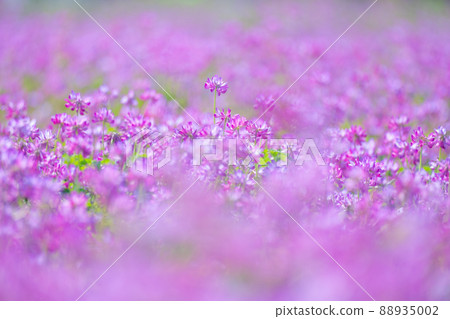 Lenge field 88935002