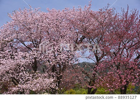 Cherry blossom tree Cherry blossom tree 88935127
