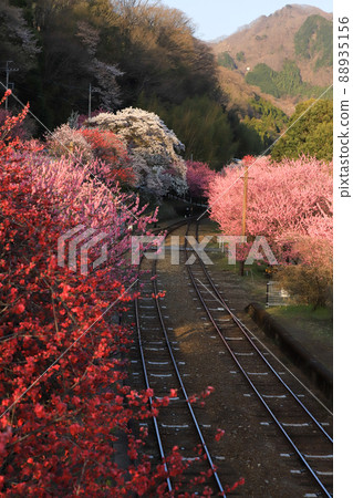Watarase Valley Railway Hanamomo Watarase Valley Railway Hanamomo 88935156