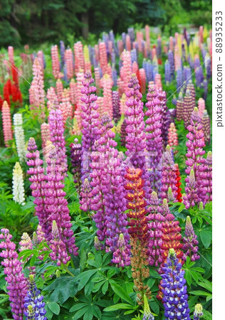 Lupine flowers 88935233