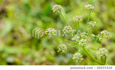 Poison hemlock (poison hemlock): Poison hemlock: "Early morning plant scenery" Aso Daikanbo Poison hemlock (poison hemlock): Poison hemlock: "Early morning plant scenery" Aso Daikanbo 88935426