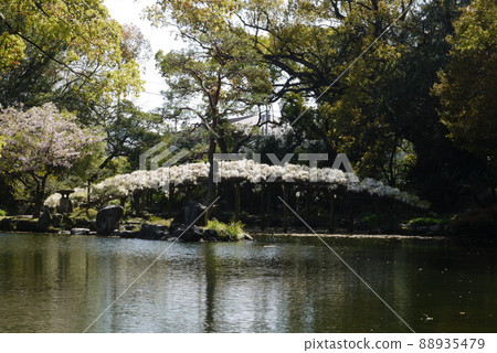 天仙園的白玉紫藤 88935479