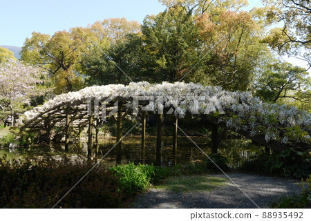 Shiratama rising wisteria of Tenshaen Garden 88935492