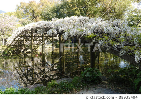 Shiratama rising wisteria of Tenshaen Garden Shiratama rising wisteria of Tenshaen Garden 88935494