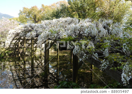 Shiratama rising wisteria of Tenshaen Garden 88935497