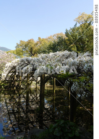 Shiratama rising wisteria of Tenshaen Garden Shiratama rising wisteria of Tenshaen Garden 88935498
